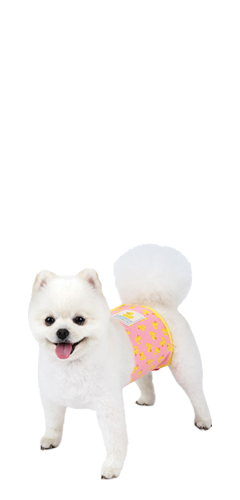소형견